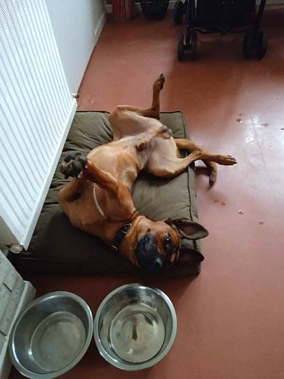 Rox participe au concours pour gagner de l'argent avec cette photo : canidae, carnivore, comfort, companion_dog, dog, dog_breed, dog_supply, fawn, flooring, guard_dog, hardwood, liver, non_sporting_group, paste, room, sporting_group, tin_can, toy_dog, wood, working_animal