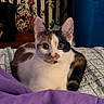 cat, calico_cat, pet, animal, portrait, sitting, bed, blanket, purple_blanket, bedroom, floral_wallpaper, blue_bin, indoors, wide_eyed, alert, fur, ears, whiskers, centered_subject, photography