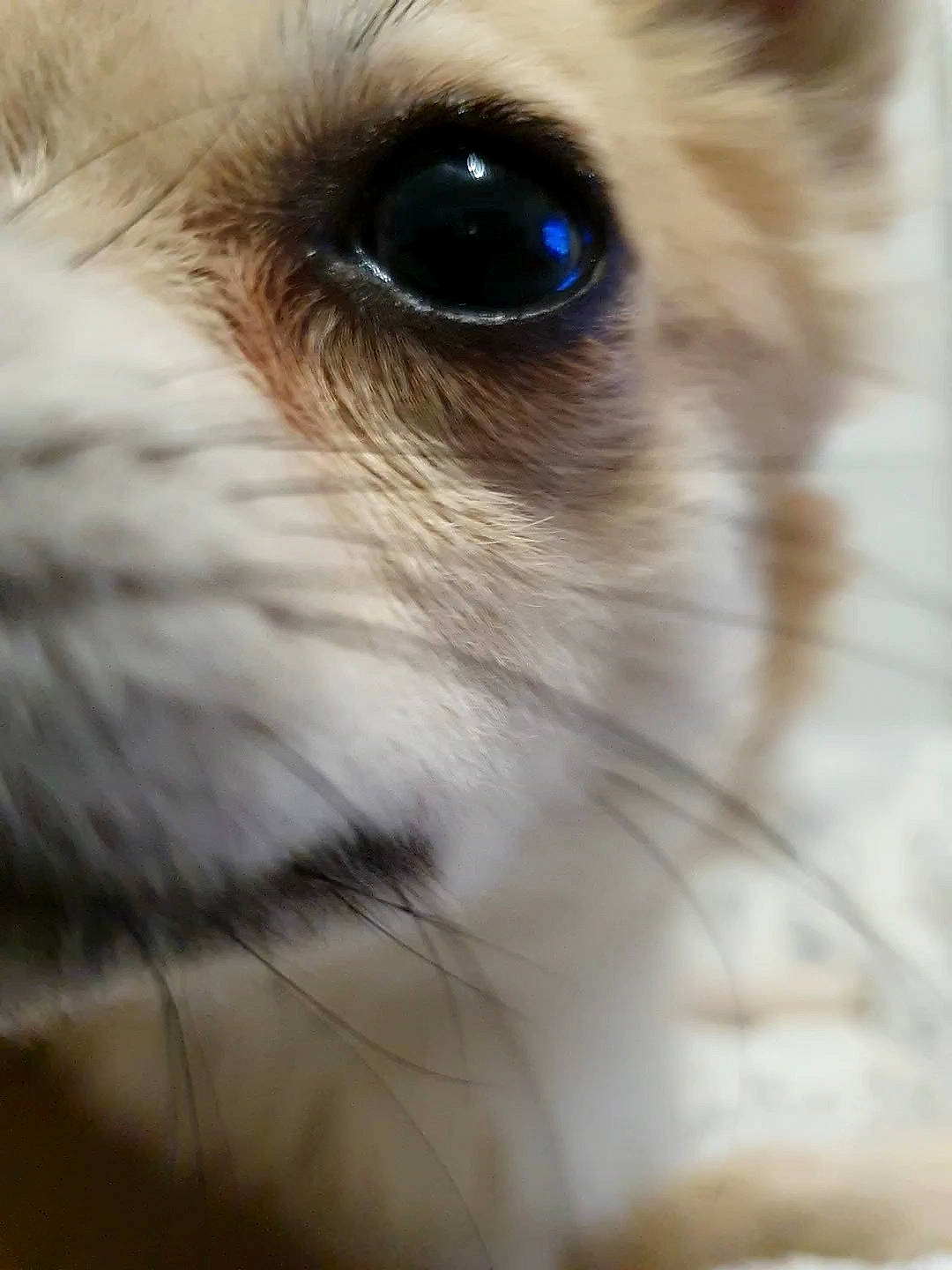 Replay a rejoint le concours — aidez-le/la à gagner de superbes lots ! carnivore, close_up, companion_dog, dog, dog_breed, ear, eye, eyelash, fawn, feather, felidae, hair, head, human_body, iris, lens, small_to_medium_sized_cats, sporting_group, toy_dog, whiskers