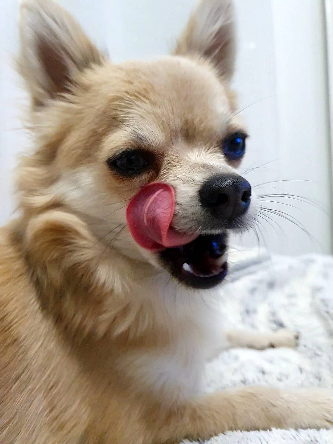 Replay a rejoint le concours — aidez-le/la à gagner de superbes lots ! canidae, carnivore, close_up, collar, companion_dog, dog, dog_breed, dog_supply, eyelash, fawn, flyball, fur, indian_spitz, pet_supply, snout, sporting_group, terrestrial_animal, volpino_italiano, whiskers, working_animal