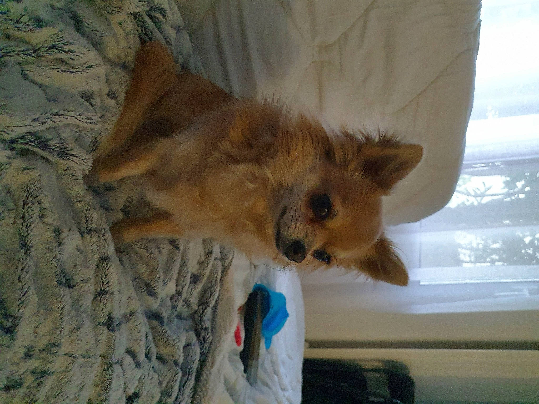 Replay a rejoint le concours — aidez-le/la à gagner de superbes lots ! carnivore, comfort, companion_dog, dog, dog_breed, fawn, felidae, fur, german_spitz, german_spitz_mittel, paw, pomeranian, small_to_medium_sized_cats, snout, spitz, tail, toy_dog, whiskers, window, wood