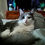 Guppy joined the competition — help win amazing prizes! cat, bed, blanket, furniture, drapes, indoor, pet, animal, fur, whiskers, ears, dresser, television, spray_bottle, curious, lying_down, tapestry, pink_nose, gray_and_white, cozy