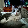 cat, bed, blanket, furniture, drapes, indoor, pet, animal, fur, whiskers, ears, dresser, television, spray_bottle, curious, lying_down, tapestry, pink_nose, gray_and_white, cozy