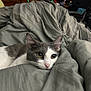 Guppy is registered to the contest to win money with this photo: cat, gray_cat, white_cat, pet, animal, cozy, blanket, indoor, resting, cute, fur, whiskers, ears, face, comfort, relaxed, domestic, eyes, closeup, bedroom