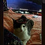Guppy is registered to the contest to win money with this photo: cat, blanket, orange, scrunchie, indoor, television, furniture, cozy, pet, animal, relaxed, table, remote_control, soft, resting, fur, living_room, pattern, cute, domestic