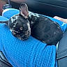 Mickey joined the competition — help win amazing prizes! puppy, dog, sleeping, blue_pants, lap, car_interior, seatbelt, black_fur, spotted_fur, ear, adorable, pet, animal, closeup, relaxation, comfort, resting, cute, domestic_animal, transportation