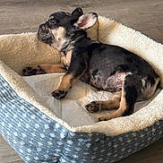 Mickey joined the competition — help win amazing prizes! puppy, dog, sleeping, bed, pet_bed, cozy, resting, indoor, canine, young_dog, fur, paw, cute, animal, adorable, relaxation, napping, small_dog, floor, domestic_animal