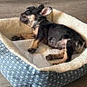 puppy, dog, sleeping, bed, pet_bed, cozy, resting, indoor, canine, young_dog, fur, paw, cute, animal, adorable, relaxation, napping, small_dog, floor, domestic_animal