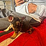 Mickey is registered to the contest to win money with this photo: puppy, dog, brindle, blanket, red, quilt, person, hand, phone, clothing, sweatshirt, indoors, cute, pet, resting, small, young, animal, cozy, home