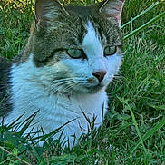 Biloutte a rejoint le concours — aidez-le/la à gagner de superbes lots ! animal, calm, cat, close_up, daylight, ears, eyes, fur, grass, greenery, mammal, nature, outdoor, pet, portrait, quiet, sitting, tabby, whiskers, wildlife