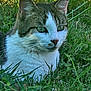 animal, calm, cat, close_up, daylight, ears, eyes, fur, grass, greenery, mammal, nature, outdoor, pet, portrait, quiet, sitting, tabby, whiskers, wildlife