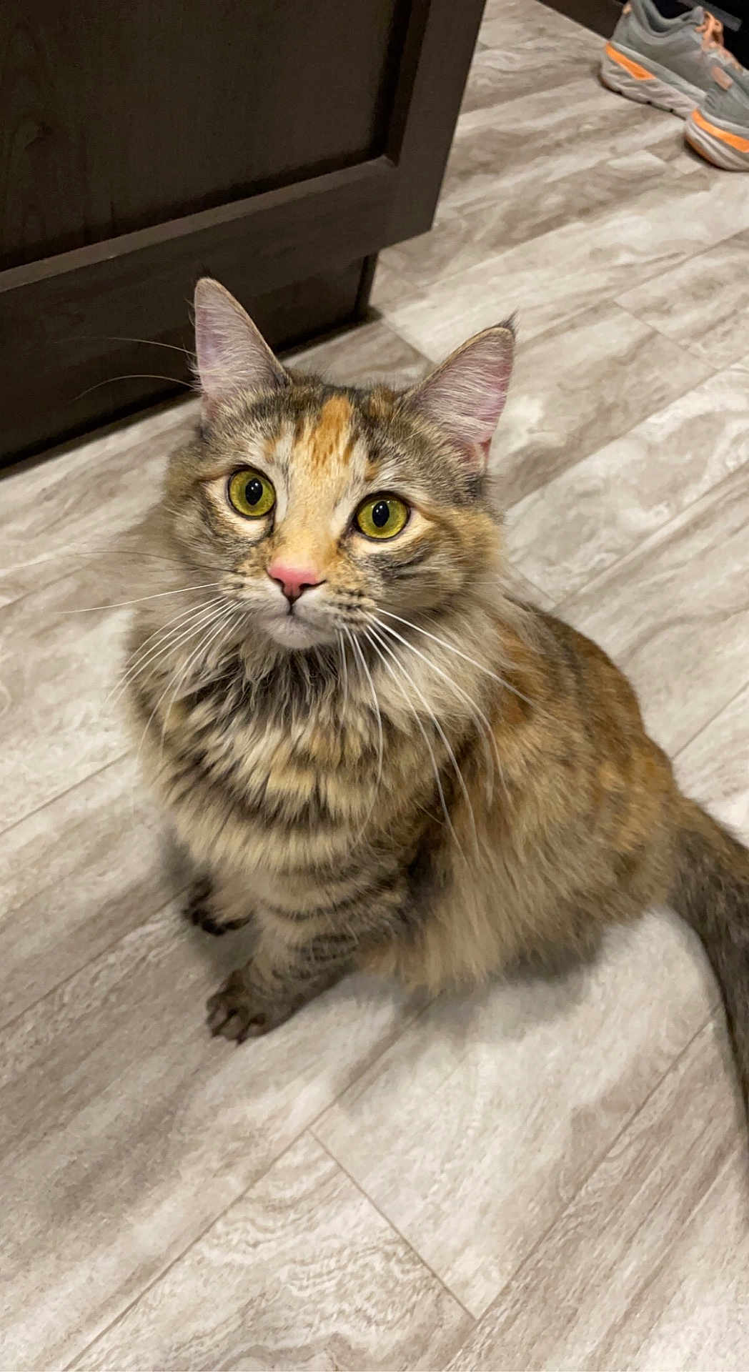 Nala