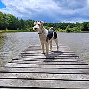 Rex a rejoint le concours — aidez-le/la à gagner de superbes lots ! dog, dock, lake, water, trees, forest, outdoor, animal, pet, nature, cloudy_sky, wood, canine, summer, walking, leisure, daytime, fur, collar, quiet