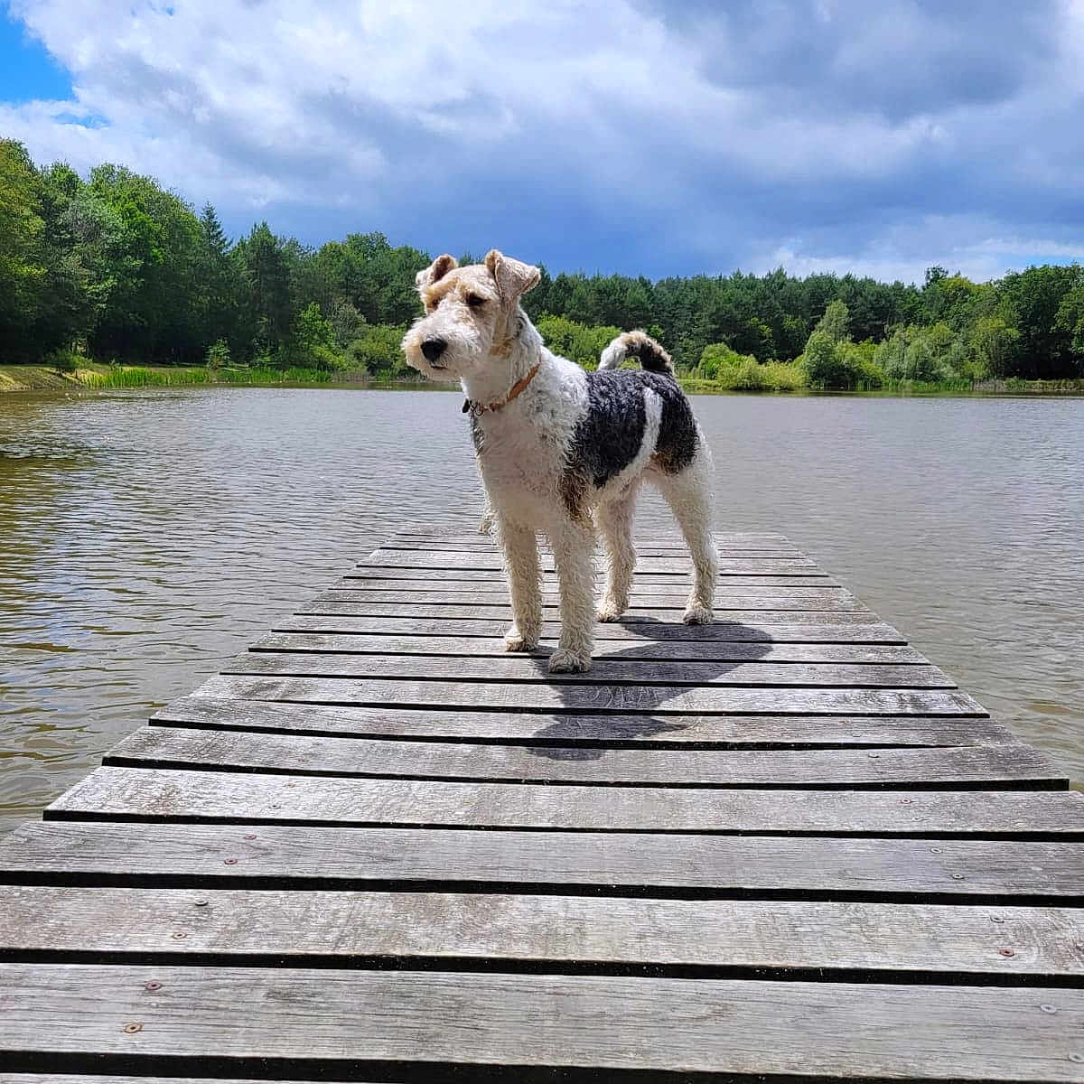 Rex a rejoint le concours — aidez-le/la à gagner de superbes lots ! dog, dock, lake, water, trees, forest, outdoor, animal, pet, nature, cloudy_sky, wood, canine, summer, walking, leisure, daytime, fur, collar, quiet