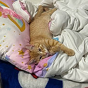 Tom Tom is registered to the contest to win money with this photo: cat, orange_tabby, bed, blanket, pillow, star_pattern, rainbow, white, pink, purple, blue, fur, pet, domestic_cat, relaxed, indoor, cute, sleepy, cozy, feline