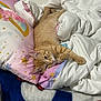 bed, blanket, blue, cat, cozy, cute, domestic_cat, feline, fur, indoor, orange_tabby, pet, pillow, pink, purple, rainbow, relaxed, sleepy, star_pattern, white