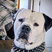 Ace is registered to the contest to win money with this photo: dog, pet, collar, spiked_collar, white_dog, black_spot, indoor, portrait, face, animal, canine, furniture, blanket, plaid, door, household, closeup, expression, domestic, guard_dog