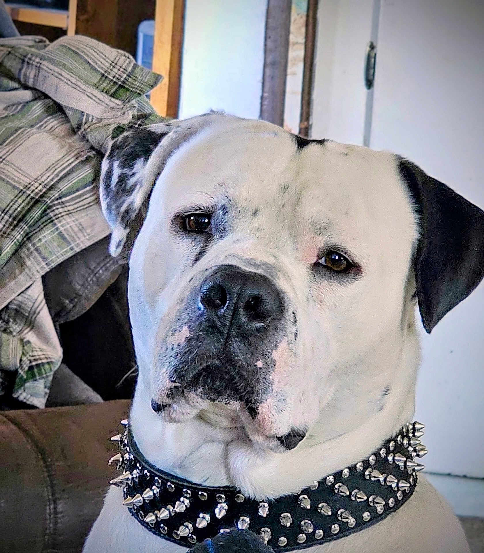 Ace is registered to the contest to win money with this photo: dog, pet, collar, spiked_collar, white_dog, black_spot, indoor, portrait, face, animal, canine, furniture, blanket, plaid, door, household, closeup, expression, domestic, guard_dog