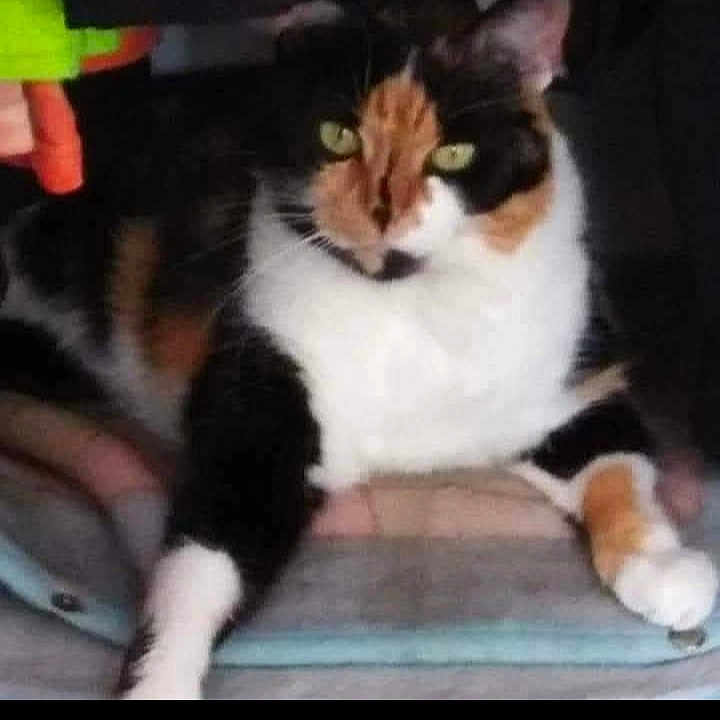 Pupuce a rejoint le concours — aidez-le/la à gagner de superbes lots ! animal, calico_cat, cat, companion, cozy, cute, domestic_animal, feline, fur, green_eyes, house_pet, indoor, looking_at_camera, mammal, paw, pet, relaxing, resting, soft_surface, whiskers