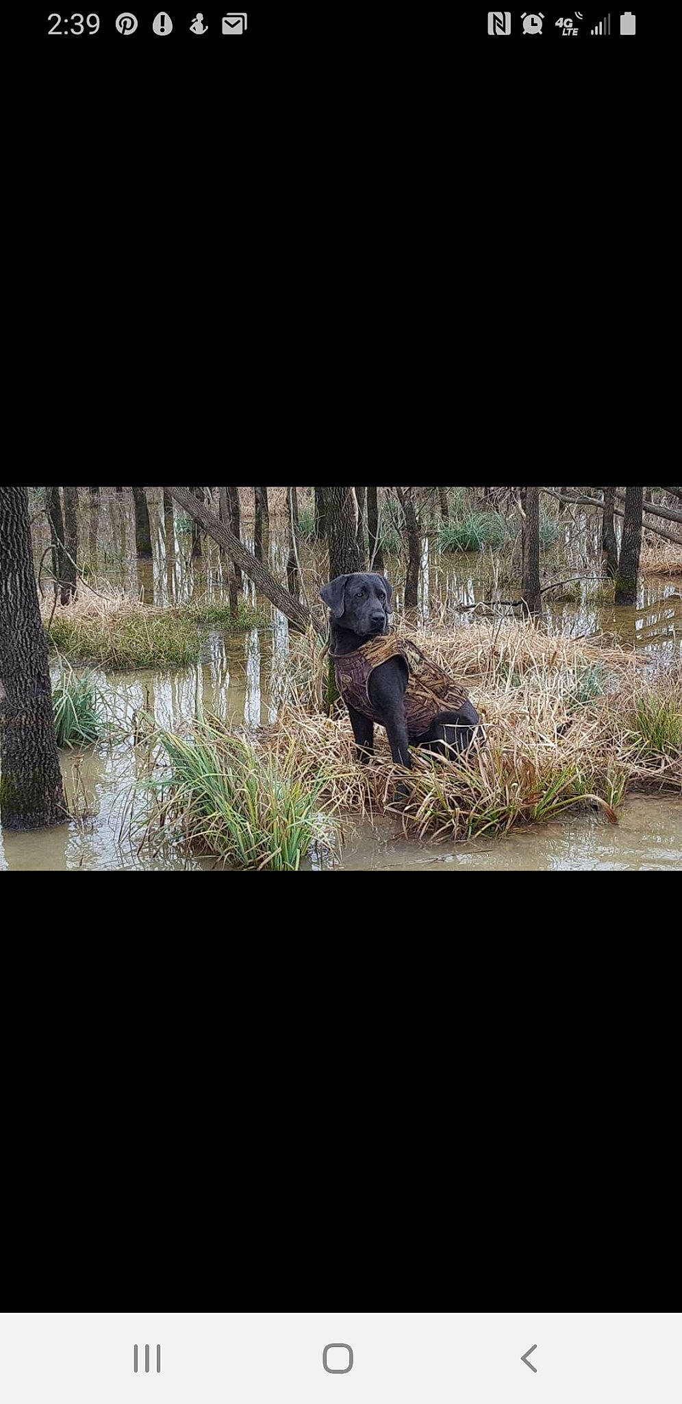 Coal joined the competition — help win amazing prizes! bear, bog, dinosaur, figurine, marsh, swamp, toy, wetland