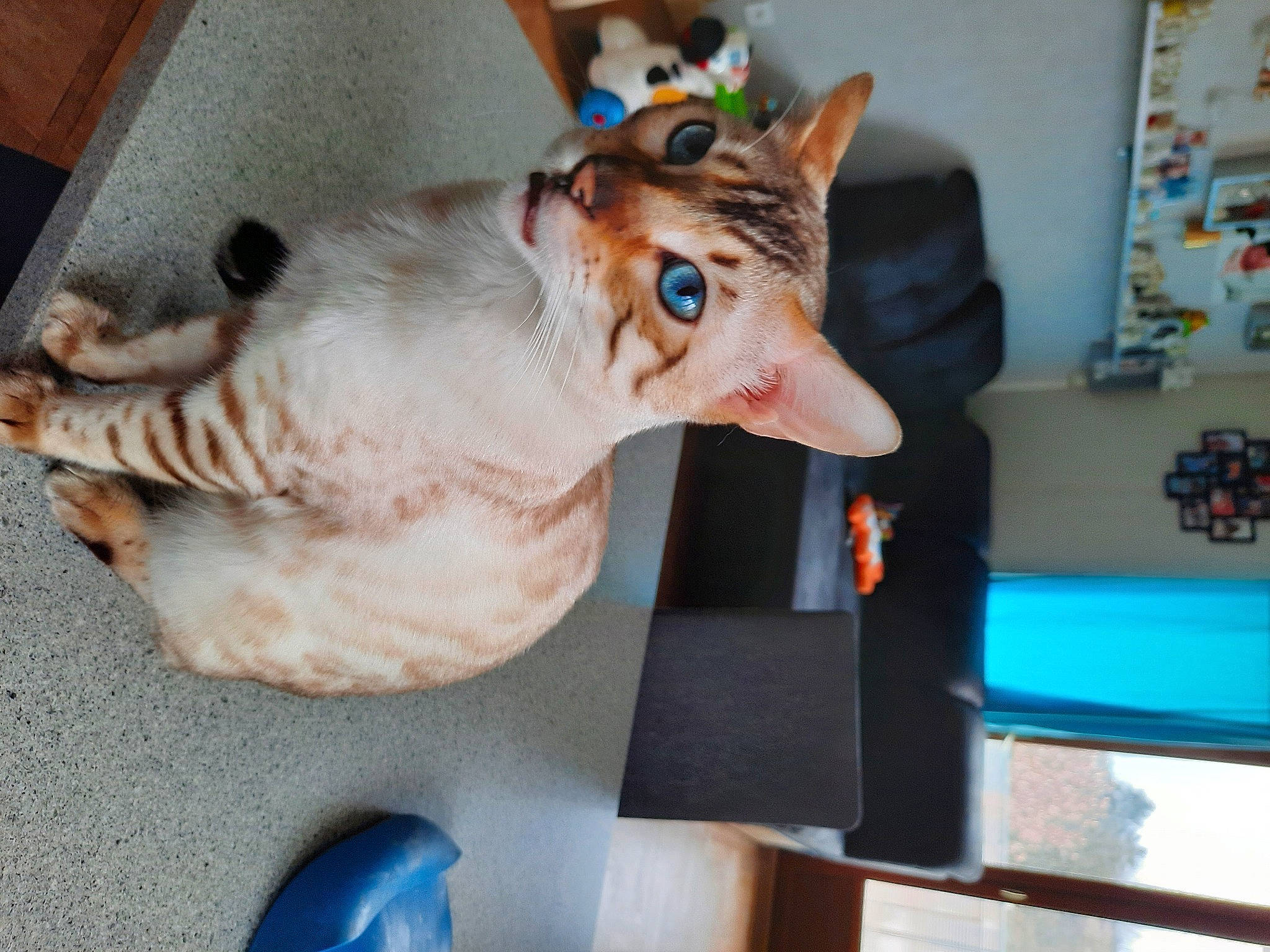 Ruby a rejoint le concours — aidez-le/la à gagner de superbes lots ! blue, canidae, carnivore, cat, collar, companion_dog, dog_breed, domestic_short_haired_cat, fawn, felidae, fur, jaw, picture_frame, shelf, small_to_medium_sized_cats, snout, sporting_group, tail, whiskers, wood