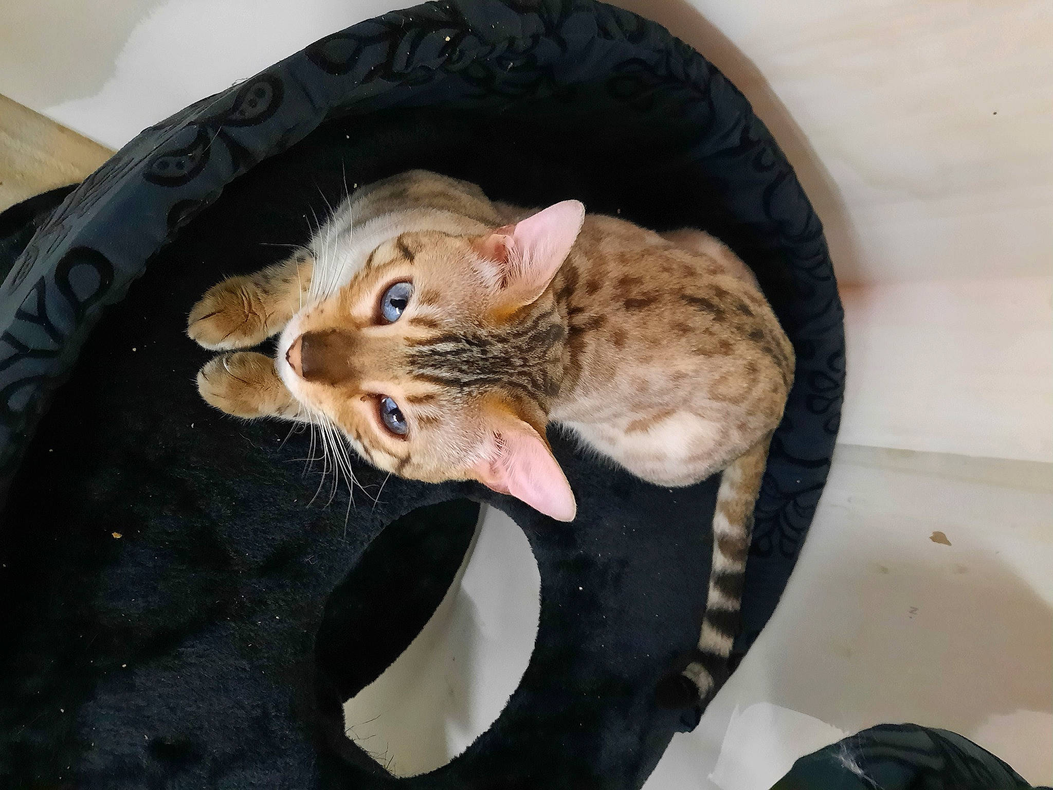 Ruby participe au concours pour gagner de l'argent avec cette photo : carnivore, cat, cat_bed, cat_supply, claw, comfort, devon_rex, domestic_short_haired_cat, ear, felidae, fur, hat, paw, small_to_medium_sized_cats, tail, terrestrial_animal, whiskers