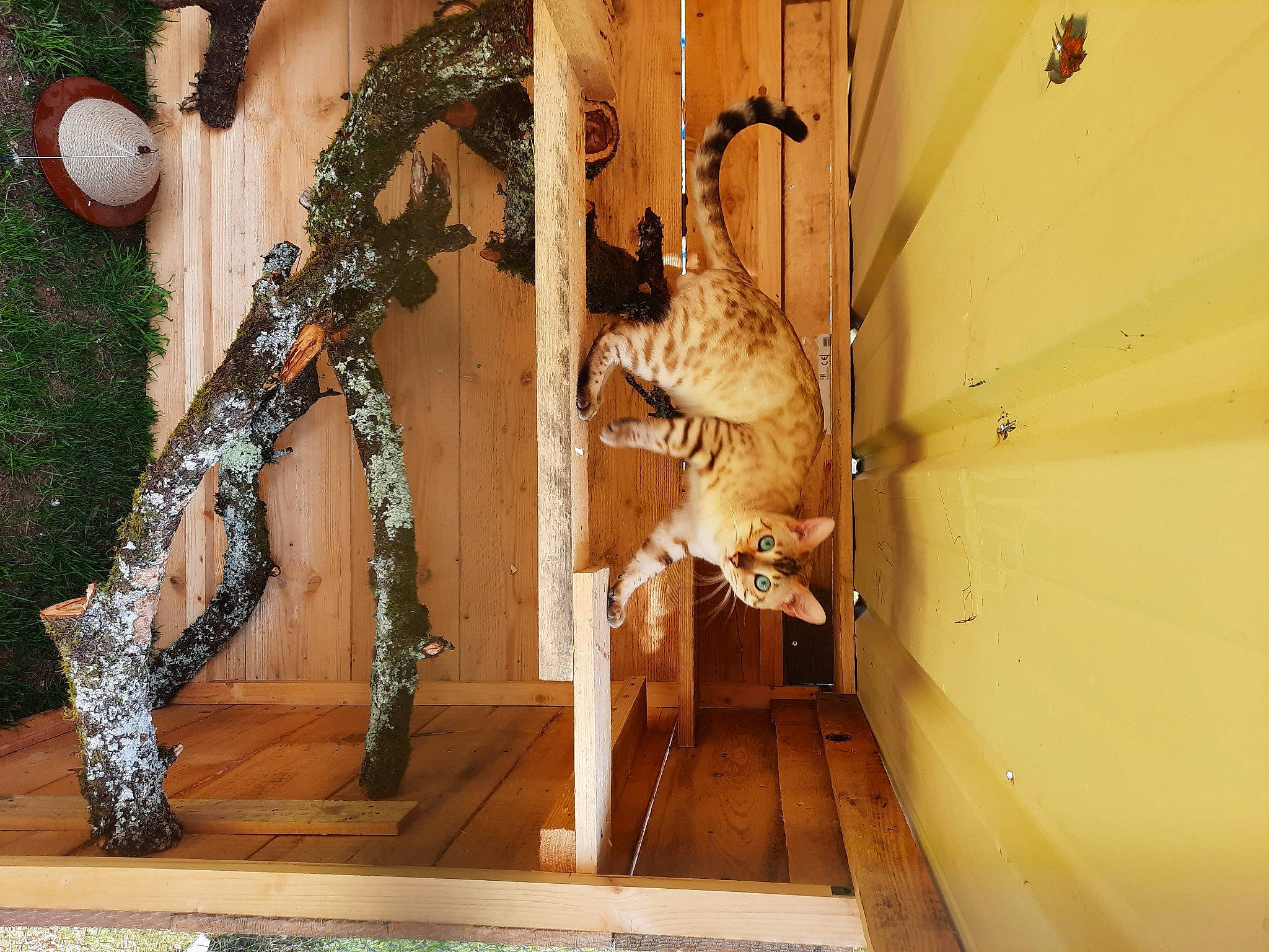 Ruby participe au concours pour gagner de l'argent avec cette photo : art, fawn, flooring, fur, hardwood, pattern, plant_stem, room, tail, thigh, tree, trunk, twig, visual_arts, wood