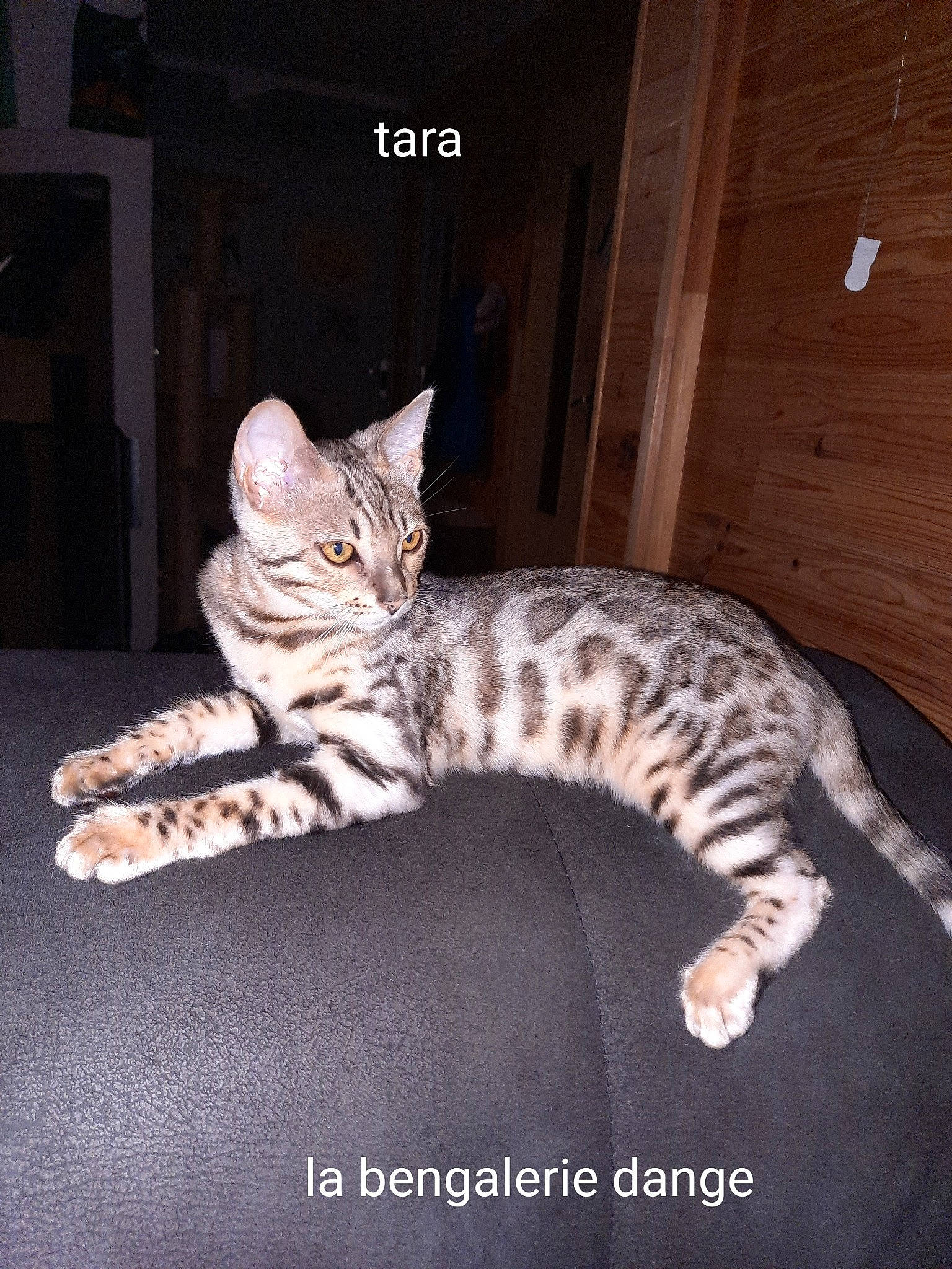 Tara participe au concours pour gagner de l'argent avec cette photo : carnivore, cat, cat_supply, claw, comfort, domestic_short_haired_cat, door, eye, fawn, felidae, fur, head, paw, small_to_medium_sized_cats, snout, tail, terrestrial_animal, whiskers, wildlife, wood