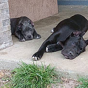 Karma joined the competition — help win amazing prizes! puppy, dog, black_dog, concrete, porch, brick_wall, grass, outdoor, resting, lying_down, cute, pets, animal, young_dog, two_dogs, canine, ears, nose, paws, playful