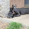 Karma joined the competition — help win amazing prizes! dog, black_dog, puppy, outdoor, grass, concrete, building_corner, relaxed, curious, pets, animal, laying_down, ear, snout, sidewalk, nature, daylight, domestic_animal, two_animals, companions