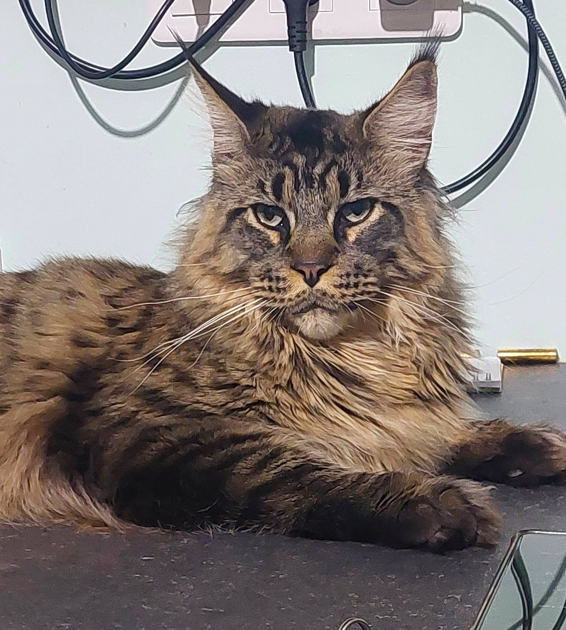 Maurice participe au concours pour gagner de l'argent avec cette photo : carnivore, cat, claw, domestic_short_haired_cat, eye, felidae, fur, maine_coon, paw, plant, sitting, small_to_medium_sized_cats, snout, tail, terrestrial_animal, tree, whiskers, wildlife, window