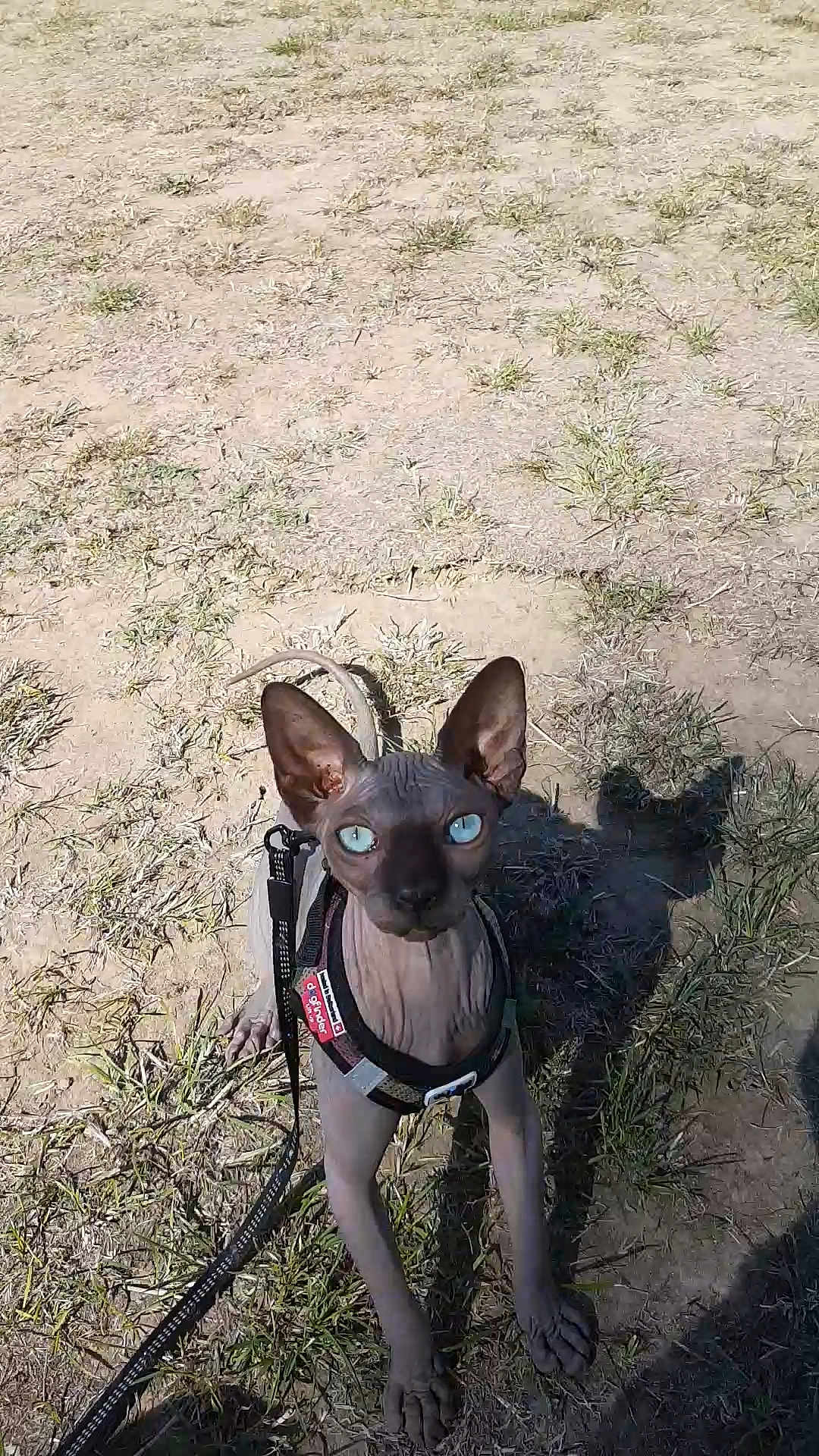 Isis participe au concours pour gagner de l'argent avec cette photo : american_hairless_terrier, canidae, carnivore, chihuahua, dog, dog_breed, fawn, mammal, mexican_hairless_dog, non_sporting_group, peruvian_hairless_dog, prazsky_krysarik, toy_dog, vertebrate