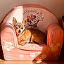 animal, brown_dog, cartoon, chair, chihuahua, cozy, cute, dog, flower_pattern, furniture, indoor, minnie_mouse, pet, pink_chair, portrait, relaxing, resting, shadow, small_dog, sunlight