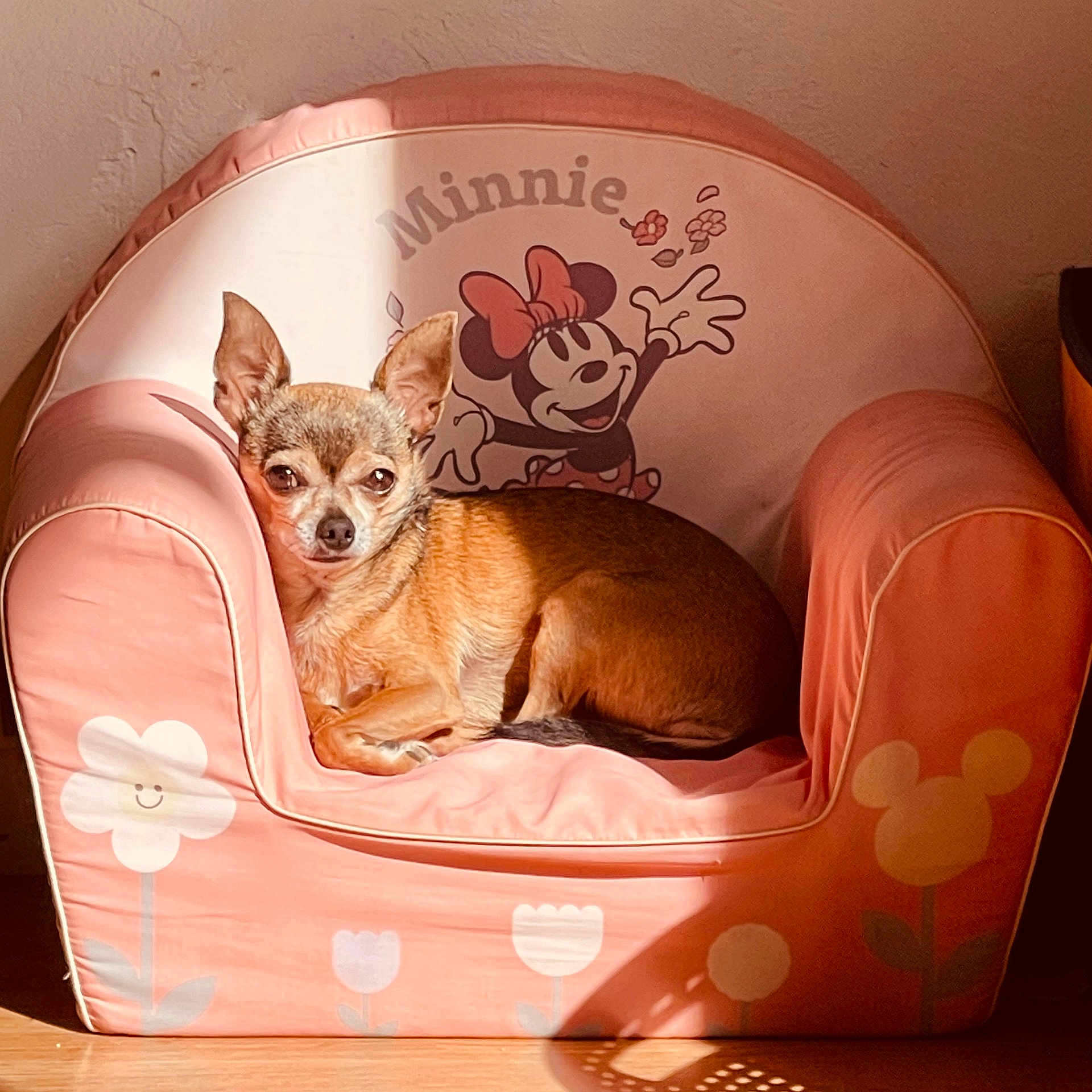 Moustique participe au concours pour gagner de l'argent avec cette photo : animal, brown_dog, cartoon, chair, chihuahua, cozy, cute, dog, flower_pattern, furniture, indoor, minnie_mouse, pet, pink_chair, portrait, relaxing, resting, shadow, small_dog, sunlight