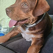 Honey is registered to the contest to win money with this photo: puppy, dog, brown, white_paws, collar, tongue_out, car_seat, seatbelt, water_bottle, pet, animal, canine, young_dog, indoor, side_view, fur, cute, playful, closeup, sitting