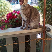 Tom Tom is registered to the contest to win money with this photo: cat, yawning, fence, flowers, garden, outdoor, daylight, pet, animal, whiskers, tail, collar, plants, sunlight, shaded, wood, metal_fence, nature, summer, relaxed