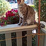cat, yawning, fence, flowers, garden, outdoor, daylight, pet, animal, whiskers, tail, collar, plants, sunlight, shaded, wood, metal_fence, nature, summer, relaxed