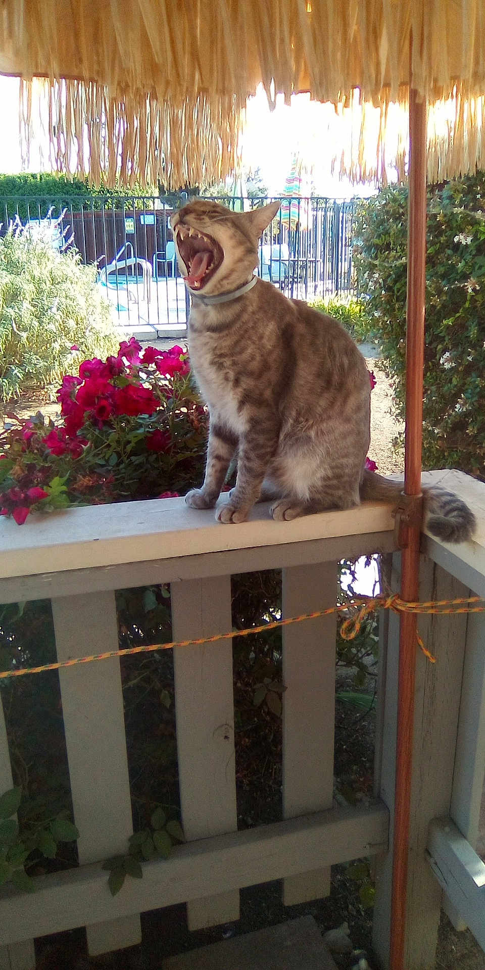Tom Tom