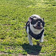 Cholo joined the competition — help win amazing prizes! animal, black_harness, canine, daylight, dog, energetic, field, french_bulldog, grass, happy, mammal, nature, outdoor, pet, playful, running, summer, sunlight, tongue_out, walking