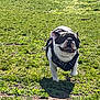 animal, black_harness, canine, daylight, dog, energetic, field, french_bulldog, grass, happy, mammal, nature, outdoor, pet, playful, running, summer, sunlight, tongue_out, walking