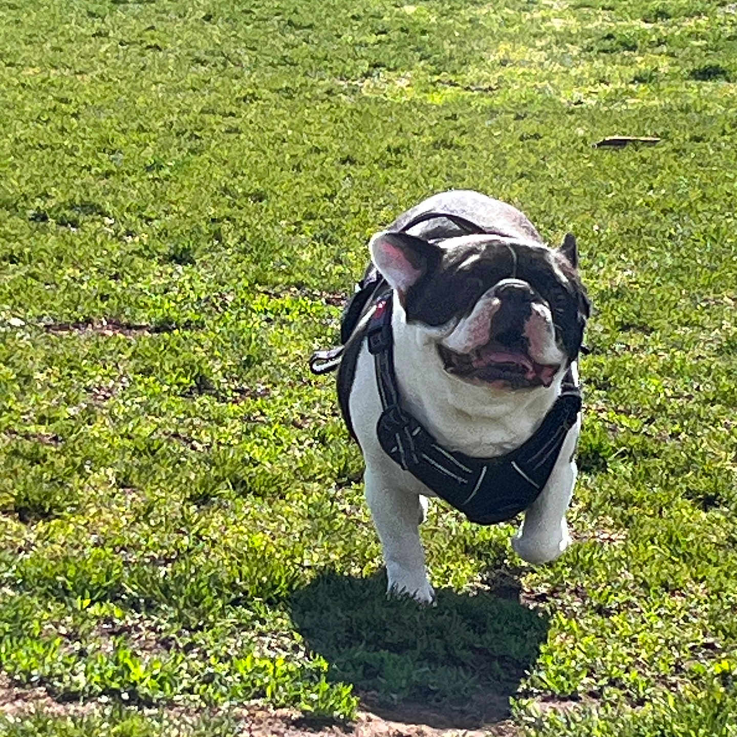 Cholo
