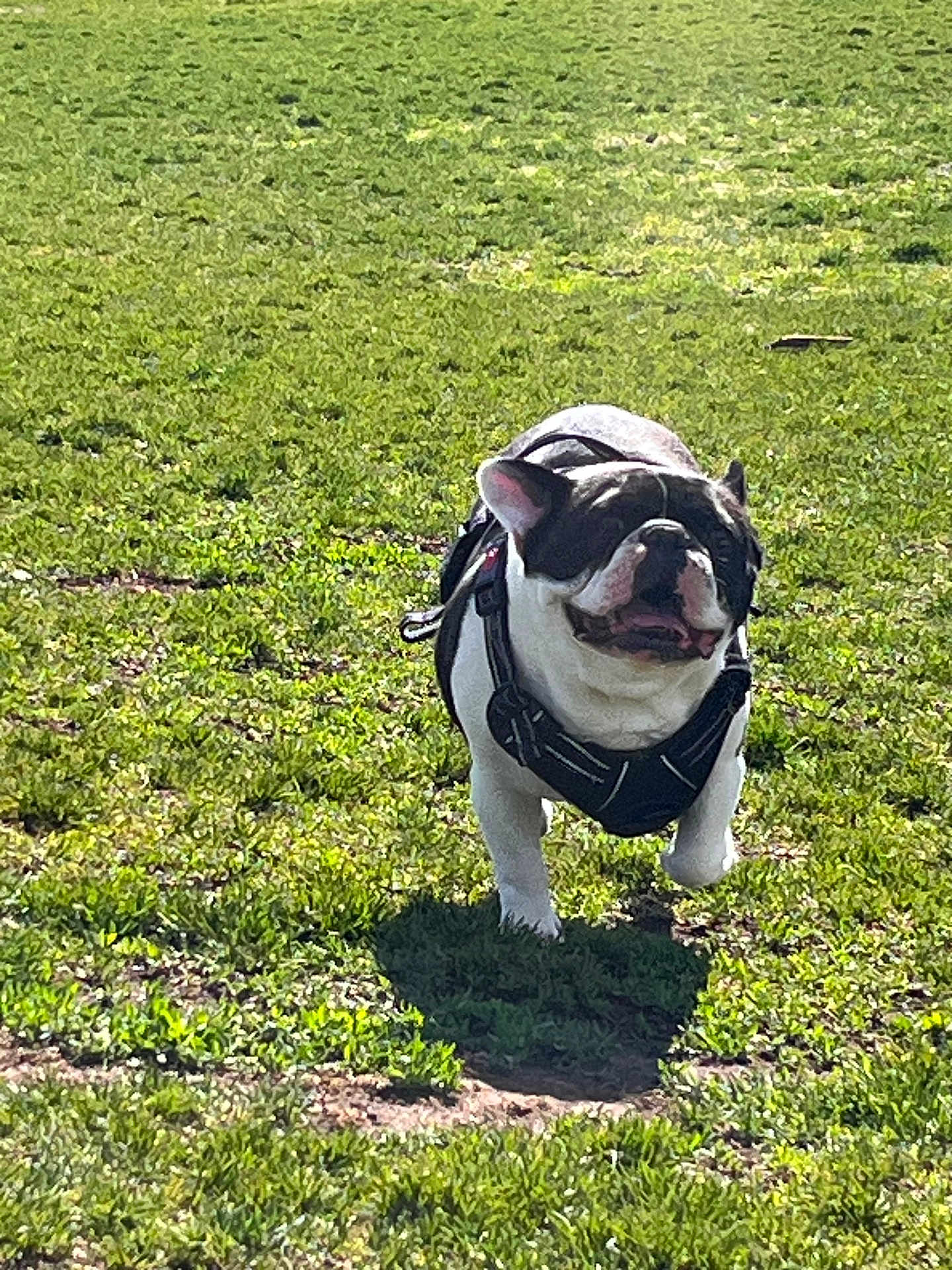 Cholo