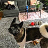 dog, pet, black_and_white, standing, fluffy_tail, pointed_ears, collar, living_room, sofa, coffee_table, rug, plant, indoor, carpet, dog_toy, red_ball, stuffed_animal, home_decor, portrait, animal_photography