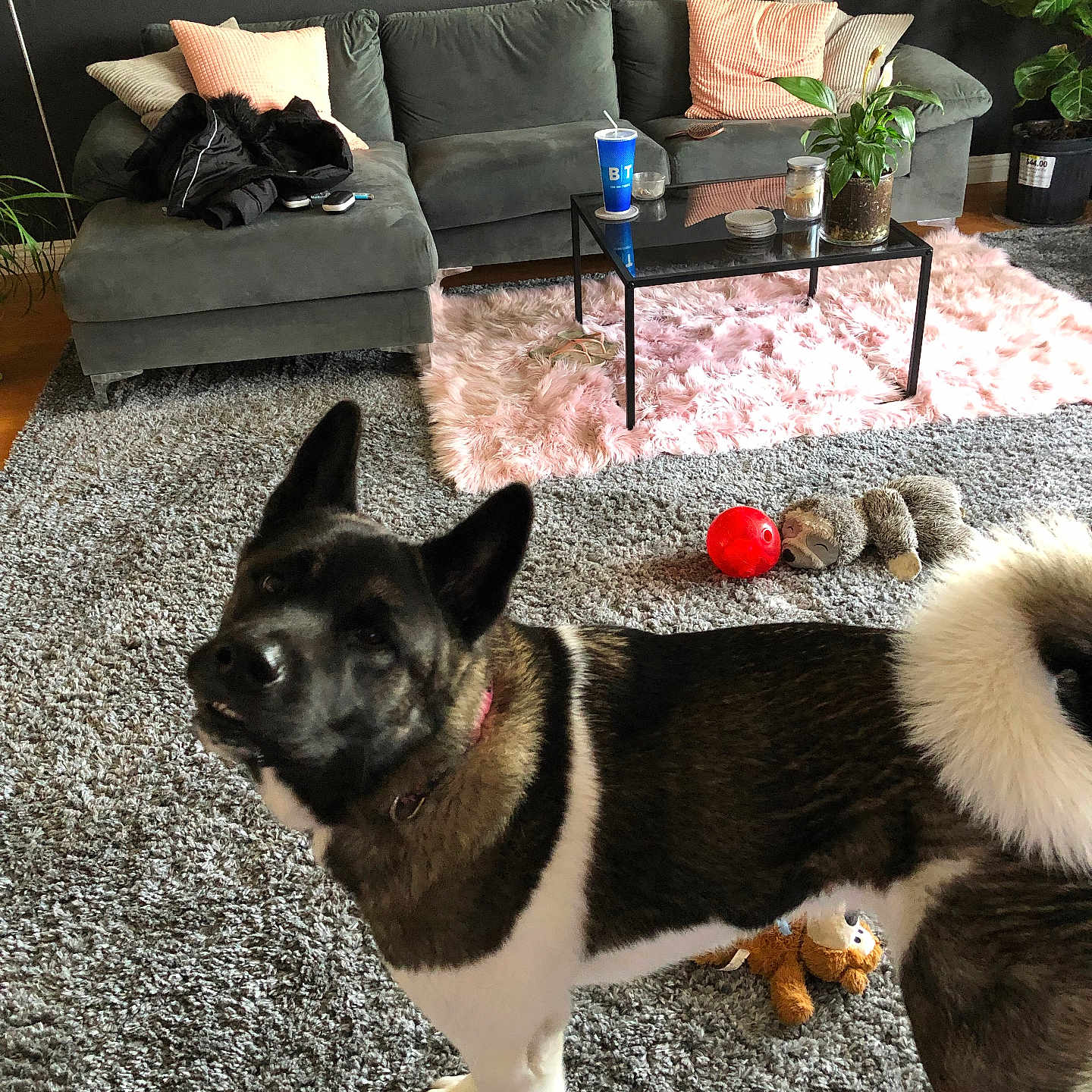 Mia is registered to the contest to win money with this photo: dog, pet, black_and_white, standing, fluffy_tail, pointed_ears, collar, living_room, sofa, coffee_table, rug, plant, indoor, carpet, dog_toy, red_ball, stuffed_animal, home_decor, portrait, animal_photography