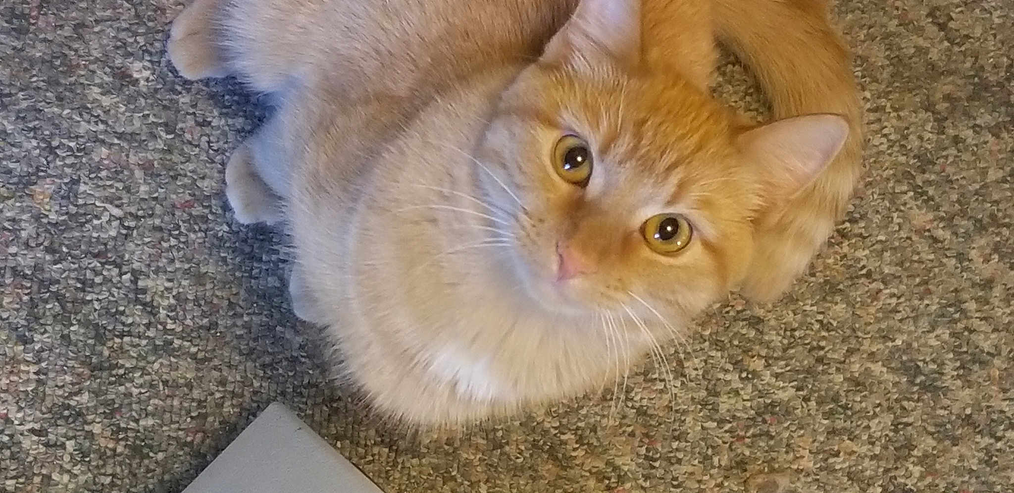 Nala