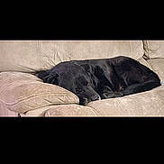 Sepper joined the competition — help win amazing prizes! animal, black_dog, canine, comfort, couch, cozy, dog, domestic_animal, fur, furniture, home, indoor, laying_down, mammal, nap, pet, relaxation, resting, sleeping, sofa