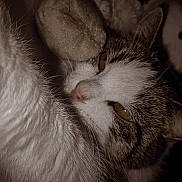 Minette a rejoint le concours — aidez-le/la à gagner de superbes lots ! cat, tabby, white_fur, close_up, sleepy, plush_toy, indoor, pet, animal, fur, whiskers, nose, ears, soft_texture, cozy, resting, cute, domestic_cat, companion, close