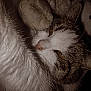 cat, tabby, white_fur, close_up, sleepy, plush_toy, indoor, pet, animal, fur, whiskers, nose, ears, soft_texture, cozy, resting, cute, domestic_cat, companion, close