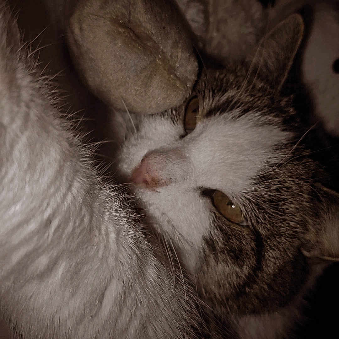 Minette a rejoint le concours — aidez-le/la à gagner de superbes lots ! animal, cat, close, close_up, companion, cozy, cute, domestic_cat, ears, fur, indoor, nose, pet, plush_toy, resting, sleepy, soft_texture, tabby, whiskers, white_fur