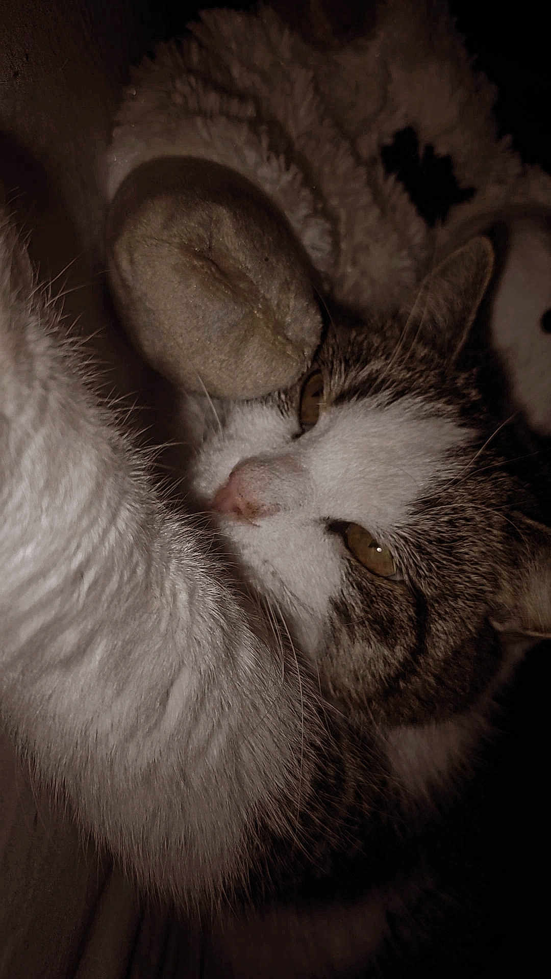 Minette